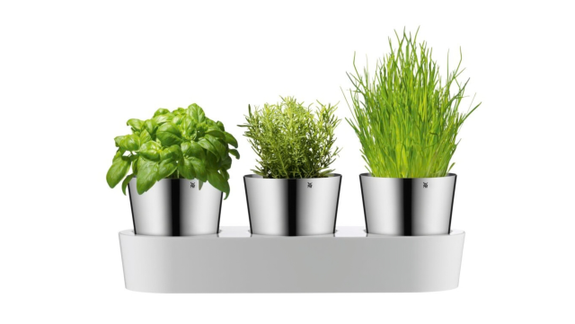 Fűszernövény kertek